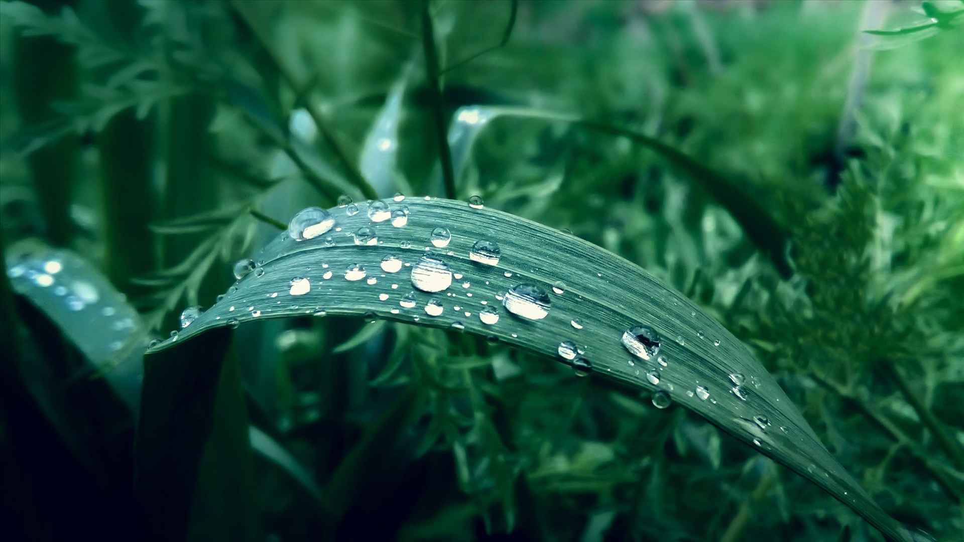 《绿色世界》植物壁纸_风景_太平洋科技